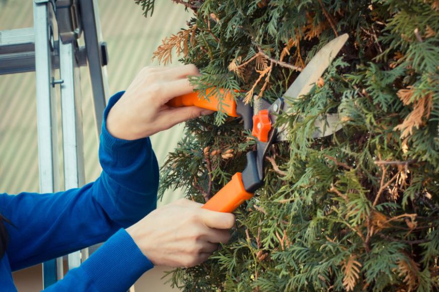 Springfield Tree Removal Pros Provides Professional Tree Removal Services in Springfield, Missouri