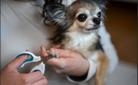 How Often Should You Trim Your Dog’s Nails and Signs They Are Too Long