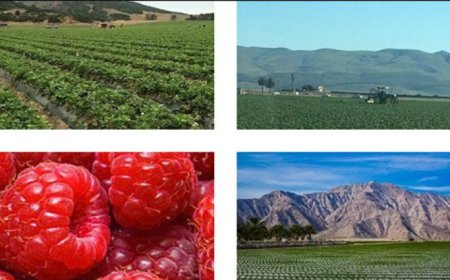 Steven Pybrum Author Agri-Business Tax Tips: A Trusted Guide for Farmers and Agribusiness Owners