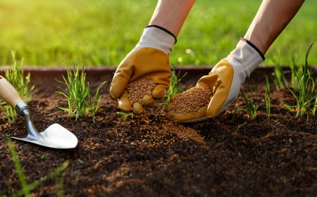 Zoysia Grass: Guide, Care Tips & Zoysia Grass Seed Options