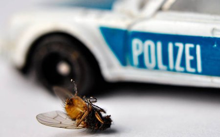 What Really Works as the Best Fly Killer in Your Home