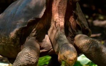 Snorkeling, Kayaking & Wildlife: Why Cruises Are Ideal for Adventurers