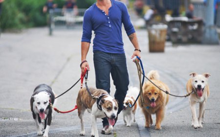 What Do First-Time Clients Need to Know About Dog Walkers New Orleans?