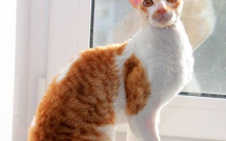 Healthy & Adorable Cornish Rex Kittens – Reserve Yours Today