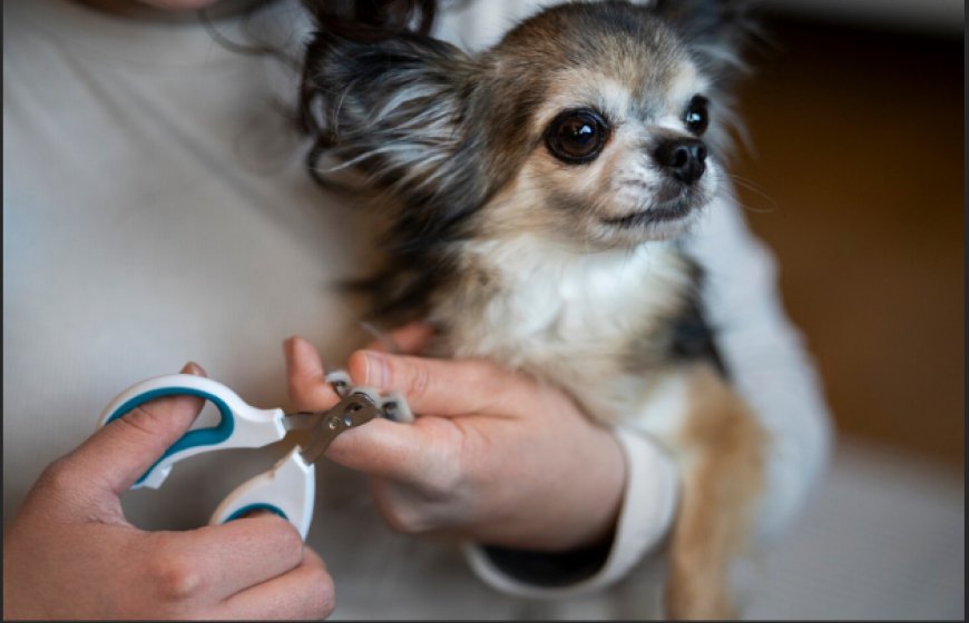 How Often Should You Trim Your Dog’s Nails and Signs They Are Too Long
