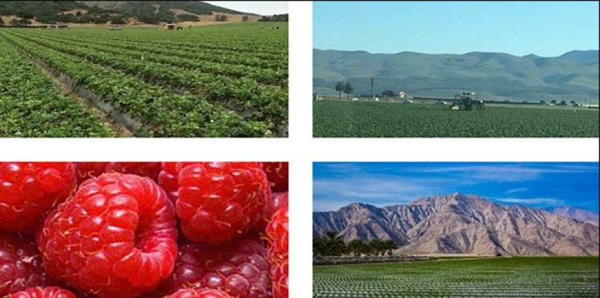 Steven Pybrum Author Agri-Business Tax Tips: A Trusted Guide for Farmers and Agribusiness Owners