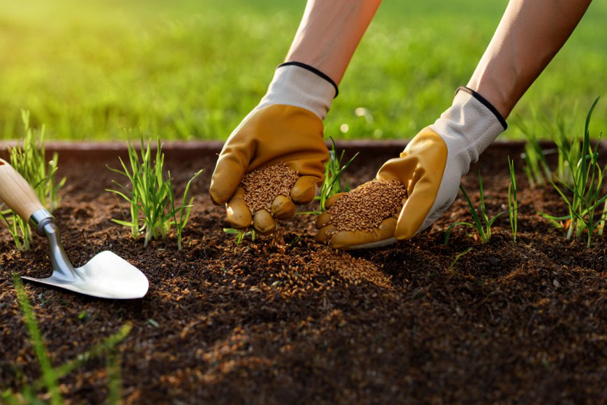 Zoysia Grass: Guide, Care Tips & Zoysia Grass Seed Options