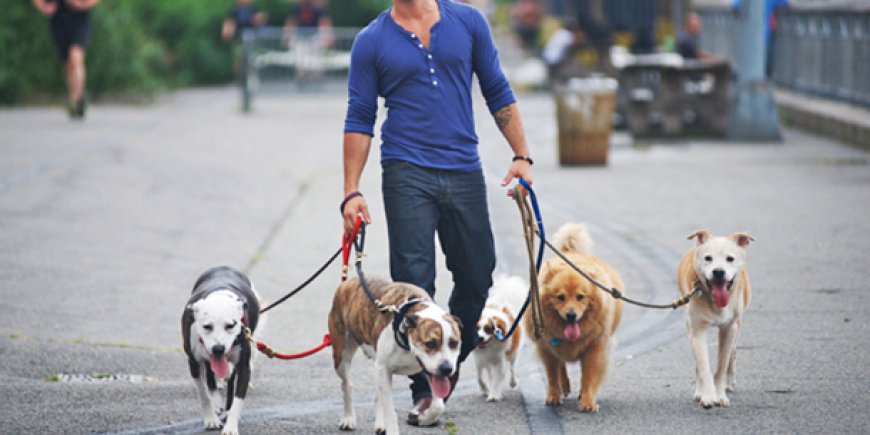 What Do First-Time Clients Need to Know About Dog Walkers New Orleans?