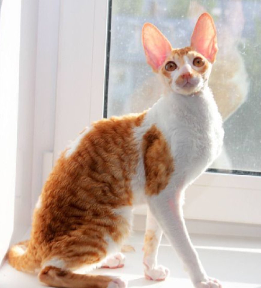 Healthy & Adorable Cornish Rex Kittens – Reserve Yours Today