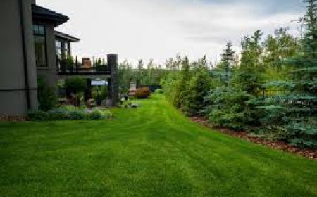 How Lawn Care Fort Saskatchewan Keeps Your Yard Healthy