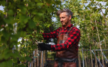 Who Offers Reliable Tree Care Services Near Me Today