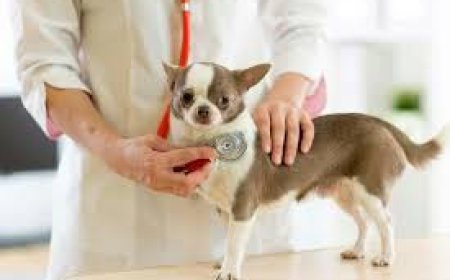 How Dogs Normal Heart beat Reflects Overall Canine Health Status