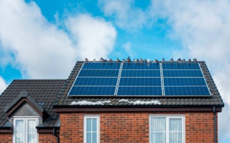 Protecting Solar Panels from Pigeons: Smart Solutions for Long-Term Results