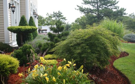 7 Signs You Need a Professional Lawn Maintenance Service in Sagamore Beach Right Now