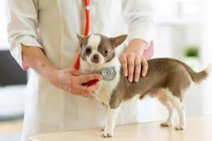 How Dogs Normal Heart beat Reflects Overall Canine Health Status