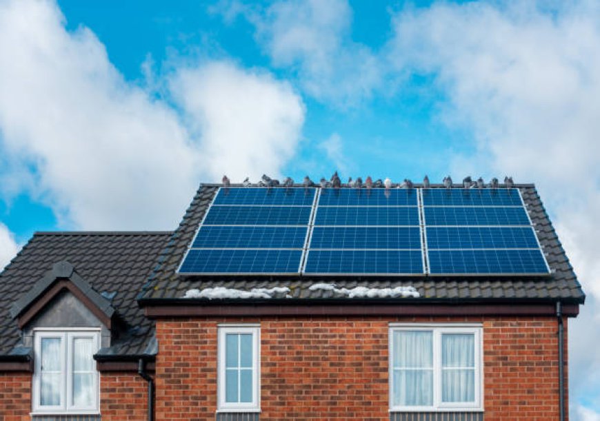 Protecting Solar Panels from Pigeons: Smart Solutions for Long-Term Results