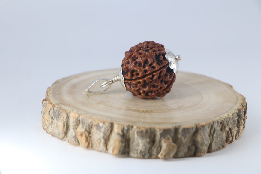 Buy 6 Mukhi Rudraksha