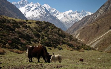 Hidden Himalayan Gem: Ultimate Guide to the Tsum Valley Short Trek in Nepal
