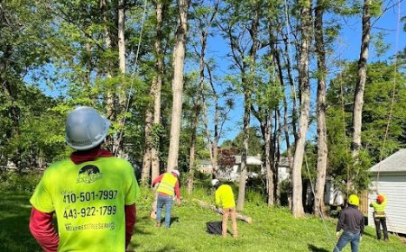How to Choose Quality Firewood for Your Home Heating Needs