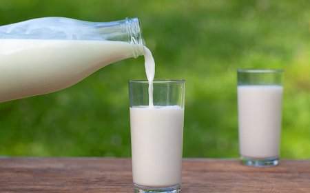 Buy A2 Cow Milk Dubai – Pure, Healthy & Farm-Fresh Nutrition