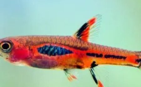 Buy Freshwater Aquarium Shrimp Online | Healthy & Vibrant Shrimp