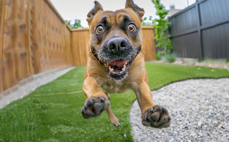 Professional Pet Waste Removal Services in Prosper, TX