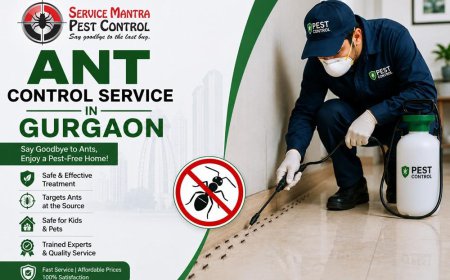 Same Day Ant Control Service in Gurgaon Today by Service Mantra
