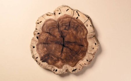 Live Edge Wall Art vs Traditional Wood Wall Art: What Shoppers Prefer and Why