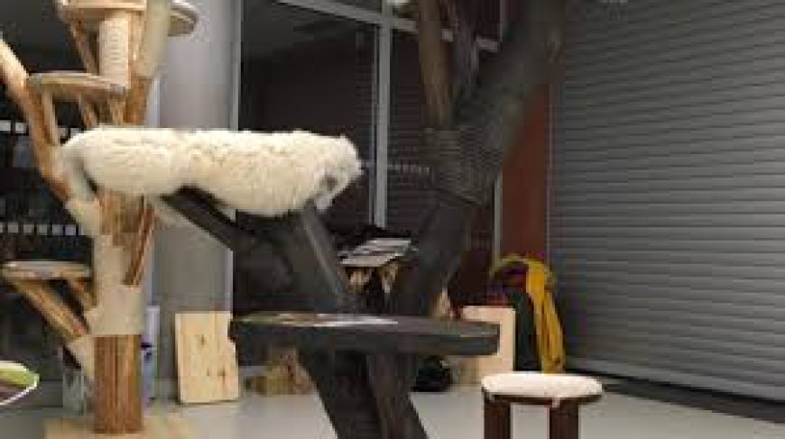 Wie können Sie sich bezüglich Moderner Kratzbaum absichern?
