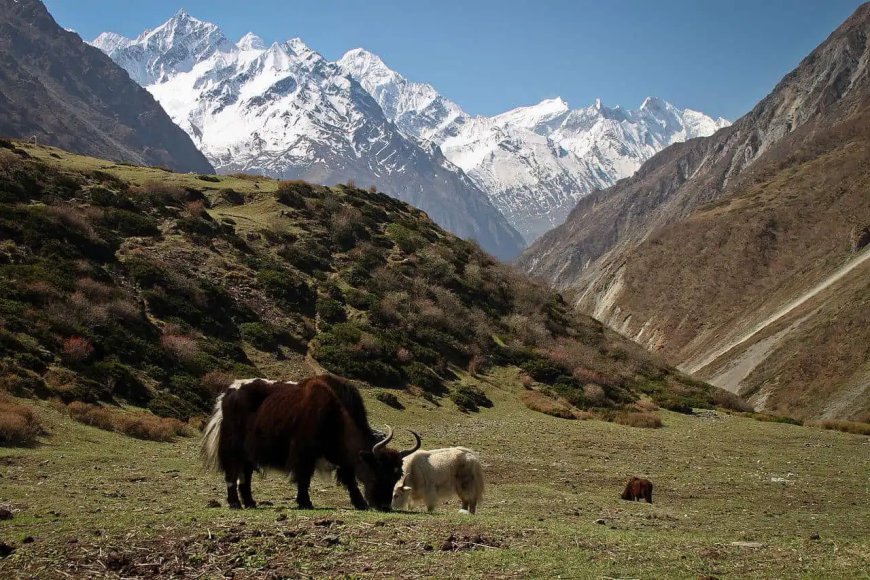 Hidden Himalayan Gem: Ultimate Guide to the Tsum Valley Short Trek in Nepal