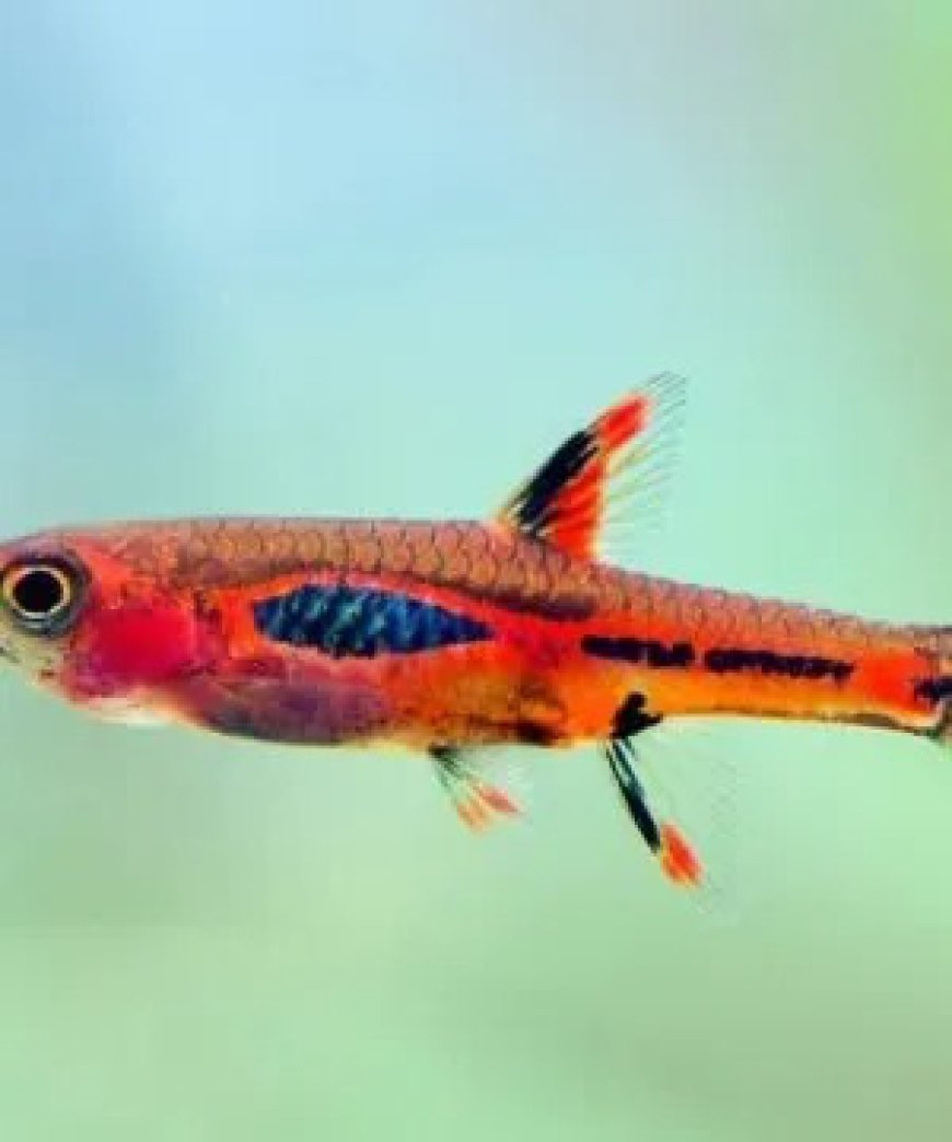 Buy Freshwater Aquarium Shrimp Online | Healthy & Vibrant Shrimp