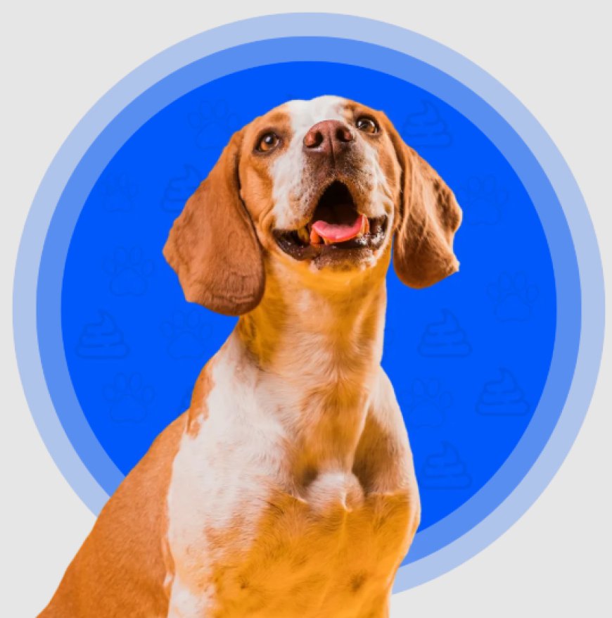 Best Dog Pooper Scooper Services for a Clean & Healthy Yard