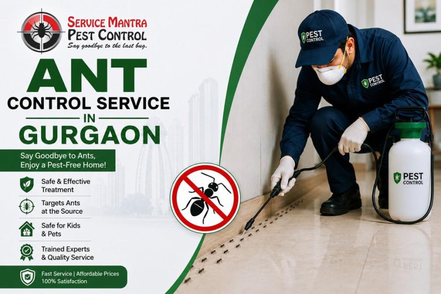 Same Day Ant Control Service in Gurgaon Today by Service Mantra