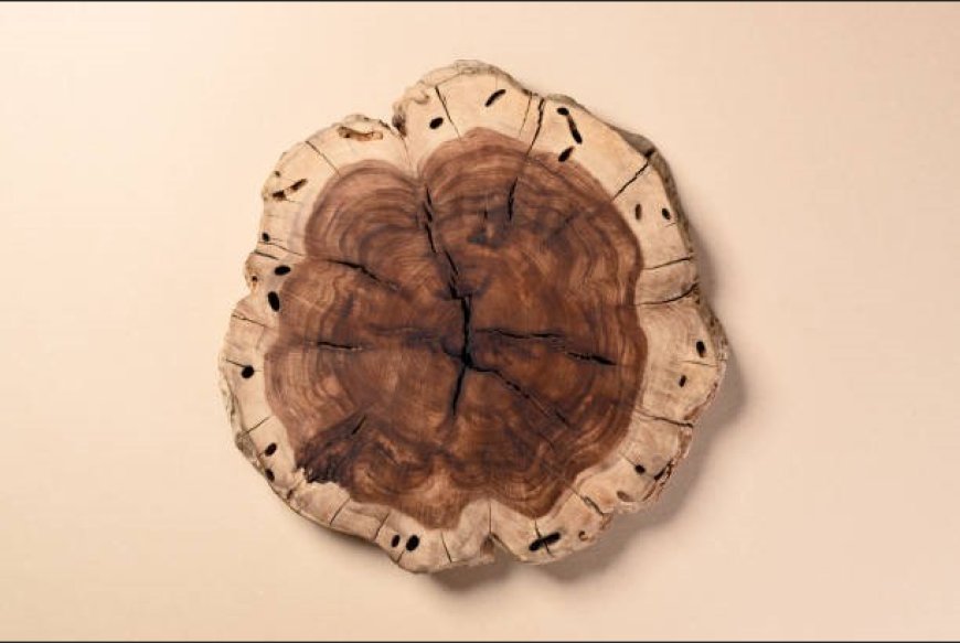 Live Edge Wall Art vs Traditional Wood Wall Art: What Shoppers Prefer and Why