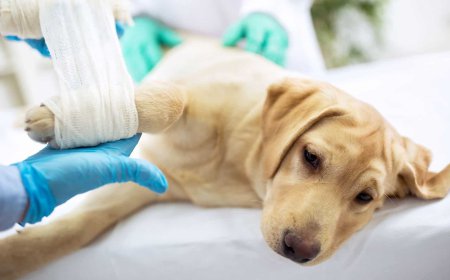 Compassionate Veterinary Care at a Trusted Pet Surgery Hospital