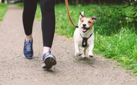 Professional Dog Care in West London: Dog Walking and Boarding Services