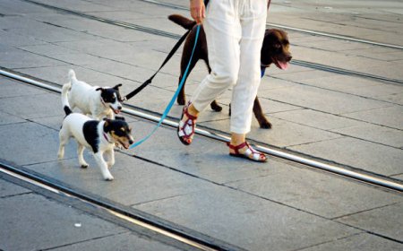Understanding Dog Walking Prices and Dog Boarding Prices: A Guide for Pet Owners