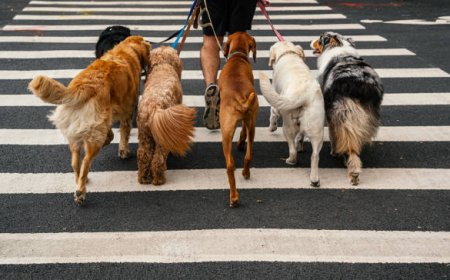 Best Dog Walking Services: Why Professional Dog Walking Makes a Difference