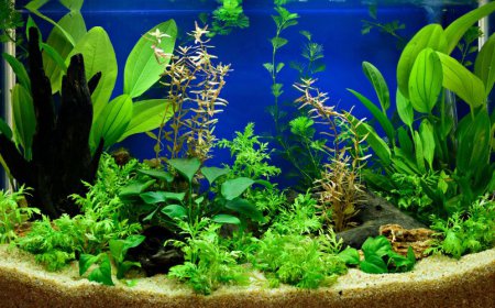 Top Planted Aquarium Lights for Low-Tech Tanks in India
