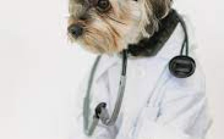 End-of-Life Care Options for Senior Pets