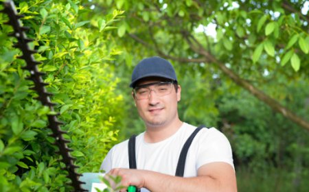 What Happens During a Professional Stump Grinding Service?