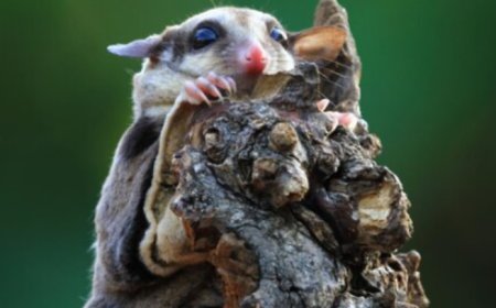 Creating safer properties with effective pest and wildlife prevention