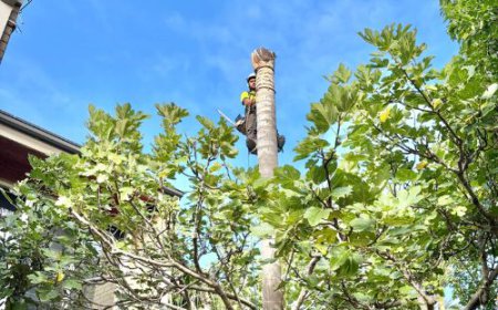 Why Professional Tree Care Is Essential for Melbourne Properties
