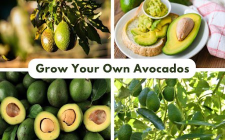 Avocado Trees: Edible Landscape Plants | East Bay