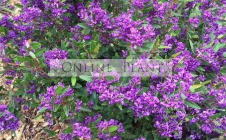 Create a Natural Garden Retreat with Vertical Planting Ideas