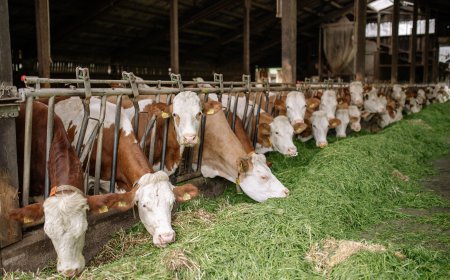 Animal Feed Additives Market Growth Insights and Emerging Trends