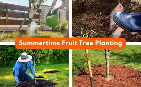 Summer Fruit Tree Care Guide for East Bay Backyards