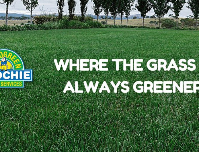Professional Lawn Care Services in Cleveland 4163: Keep Your Lawn Healthy All Year Round