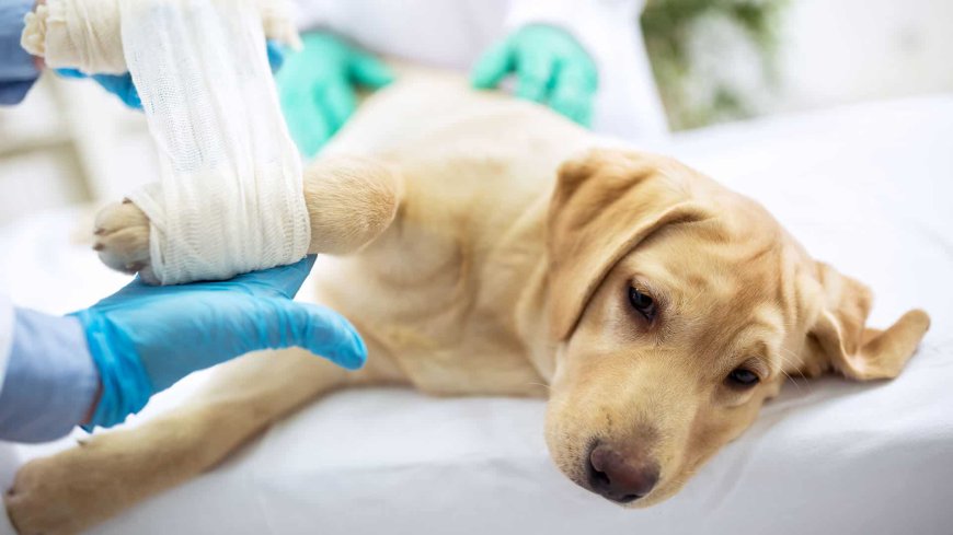 Compassionate Veterinary Care at a Trusted Pet Surgery Hospital