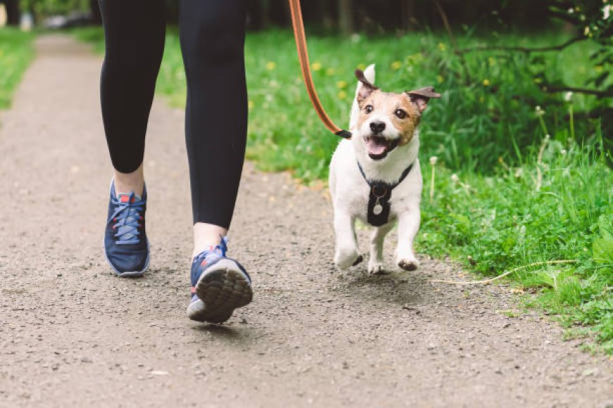 Professional Dog Care in West London: Dog Walking and Boarding Services